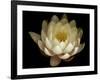 Water Lily A1: Yello & White Water Lily-Doris Mitsch-Framed Photographic Print