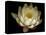 Water Lily A1: Yello & White Water Lily-Doris Mitsch-Stretched Canvas