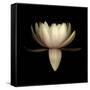 Water Lily A11: pink & white water lily-Doris Mitsch-Framed Stretched Canvas