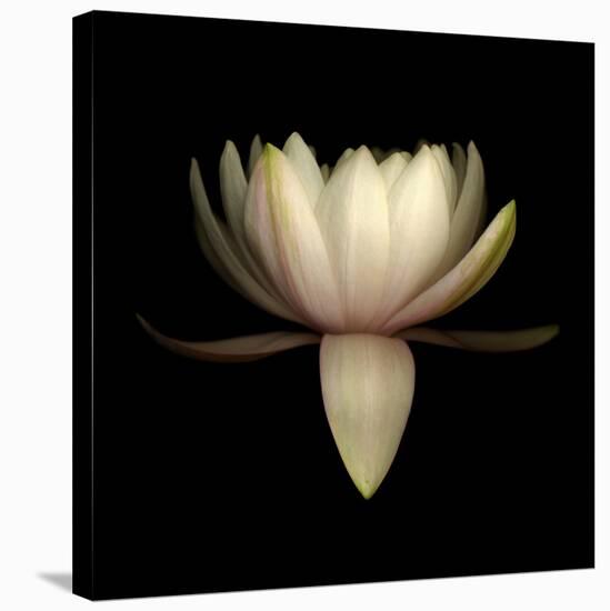 Water Lily A11: pink & white water lily-Doris Mitsch-Stretched Canvas