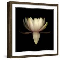 Water Lily A11: pink & white water lily-Doris Mitsch-Framed Photographic Print