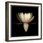Water Lily A11: pink & white water lily-Doris Mitsch-Framed Photographic Print