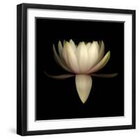 Water Lily A11: pink & white water lily-Doris Mitsch-Framed Photographic Print