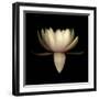 Water Lily A11: pink & white water lily-Doris Mitsch-Framed Photographic Print