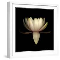 Water Lily A11: pink & white water lily-Doris Mitsch-Framed Photographic Print