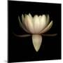 Water Lily A11: pink & white water lily-Doris Mitsch-Mounted Photographic Print