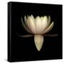 Water Lily A11: pink & white water lily-Doris Mitsch-Framed Stretched Canvas