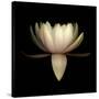 Water Lily A11: pink & white water lily-Doris Mitsch-Stretched Canvas