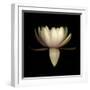 Water Lily A11: pink & white water lily-Doris Mitsch-Framed Premium Photographic Print