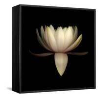 Water Lily A11: pink & white water lily-Doris Mitsch-Framed Stretched Canvas