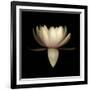 Water Lily A11: pink & white water lily-Doris Mitsch-Framed Photographic Print
