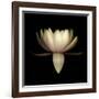 Water Lily A11: pink & white water lily-Doris Mitsch-Framed Photographic Print