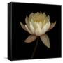 Water Lily A12 Water Lily Blooming-Doris Mitsch-Framed Stretched Canvas