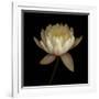 Water Lily A12 Water Lily Blooming-Doris Mitsch-Framed Photographic Print