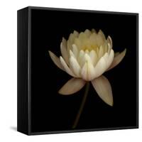Water Lily A12 Water Lily Blooming-Doris Mitsch-Framed Stretched Canvas