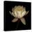 Water Lily A12 Water Lily Blooming-Doris Mitsch-Stretched Canvas