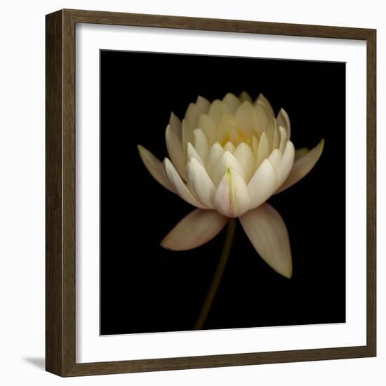 Water Lily A12 Water Lily Blooming-Doris Mitsch-Framed Photographic Print