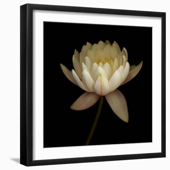 Water Lily A12 Water Lily Blooming-Doris Mitsch-Framed Photographic Print