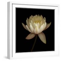 Water Lily A12 Water Lily Blooming-Doris Mitsch-Framed Photographic Print