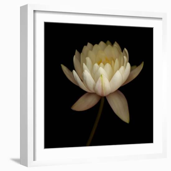 Water Lily A12 Water Lily Blooming-Doris Mitsch-Framed Photographic Print