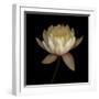 Water Lily A12 Water Lily Blooming-Doris Mitsch-Framed Photographic Print