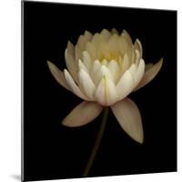 Water Lily A12 Water Lily Blooming-Doris Mitsch-Mounted Photographic Print