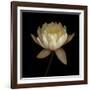 Water Lily A12 Water Lily Blooming-Doris Mitsch-Framed Photographic Print