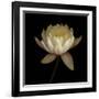 Water Lily A12 Water Lily Blooming-Doris Mitsch-Framed Photographic Print