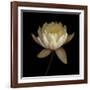 Water Lily A12 Water Lily Blooming-Doris Mitsch-Framed Photographic Print