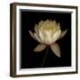 Water Lily A12 Water Lily Blooming-Doris Mitsch-Framed Premium Photographic Print