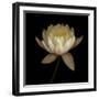 Water Lily A12 Water Lily Blooming-Doris Mitsch-Framed Premium Photographic Print