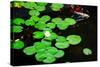 Water Lily and Koi-tempestz-Stretched Canvas