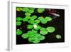 Water Lily and Koi-tempestz-Framed Photographic Print