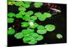 Water Lily and Koi-tempestz-Mounted Photographic Print