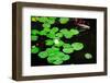 Water Lily and Koi-tempestz-Framed Photographic Print