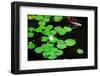 Water Lily and Koi-tempestz-Framed Photographic Print