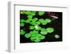 Water Lily and Koi-tempestz-Framed Photographic Print