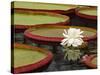 Water Lily and Lily Pad Pond, Longwood Gardens, Pennsylvania, Usa-Adam Jones-Stretched Canvas