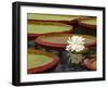 Water Lily and Lily Pad Pond, Longwood Gardens, Pennsylvania, Usa-Adam Jones-Framed Photographic Print