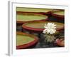 Water Lily and Lily Pad Pond, Longwood Gardens, Pennsylvania, Usa-Adam Jones-Framed Photographic Print