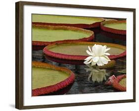 Water Lily and Lily Pad Pond, Longwood Gardens, Pennsylvania, Usa-Adam Jones-Framed Photographic Print