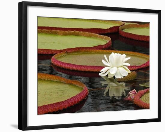 Water Lily and Lily Pad Pond, Longwood Gardens, Pennsylvania, Usa-Adam Jones-Framed Photographic Print