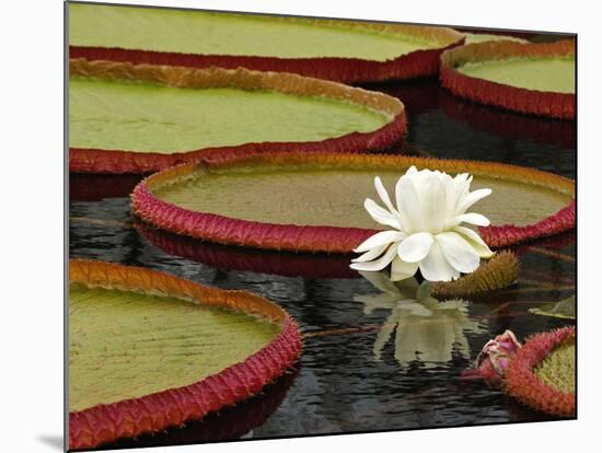 Water Lily and Lily Pad Pond, Longwood Gardens, Pennsylvania, Usa-Adam Jones-Mounted Photographic Print