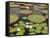 Water Lily and Lily Pad Pond, Longwood Gardens, Pennsylvania, Usa-Adam Jones-Framed Stretched Canvas