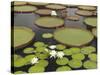 Water Lily and Lily Pad Pond, Longwood Gardens, Pennsylvania, Usa-Adam Jones-Stretched Canvas