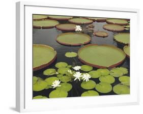 Water Lily and Lily Pad Pond, Longwood Gardens, Pennsylvania, Usa-Adam Jones-Framed Photographic Print