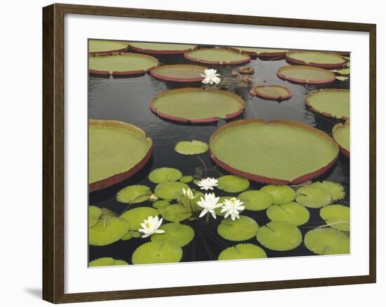 Water Lily and Lily Pad Pond, Longwood Gardens, Pennsylvania, Usa-Adam Jones-Framed Photographic Print