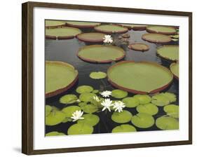 Water Lily and Lily Pad Pond, Longwood Gardens, Pennsylvania, Usa-Adam Jones-Framed Photographic Print