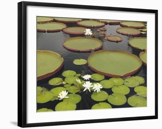 Water Lily and Lily Pad Pond, Longwood Gardens, Pennsylvania, Usa-Adam Jones-Framed Photographic Print