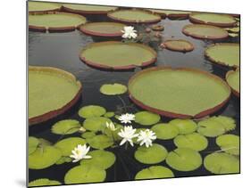 Water Lily and Lily Pad Pond, Longwood Gardens, Pennsylvania, Usa-Adam Jones-Mounted Photographic Print